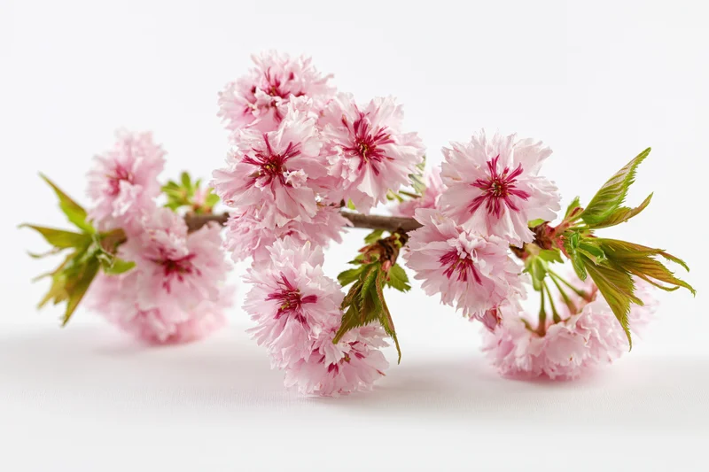 Cherry blossom branch with clusters of pink flowers and green leaves on white background