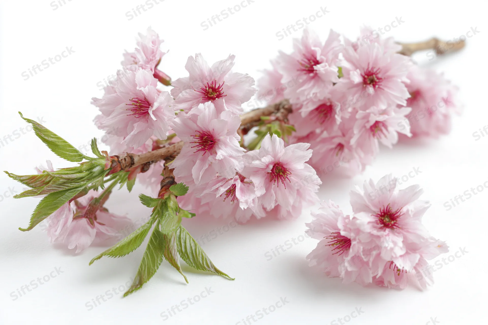 Cherry blossom branch with clusters of open pink flowers and green leaves on white background