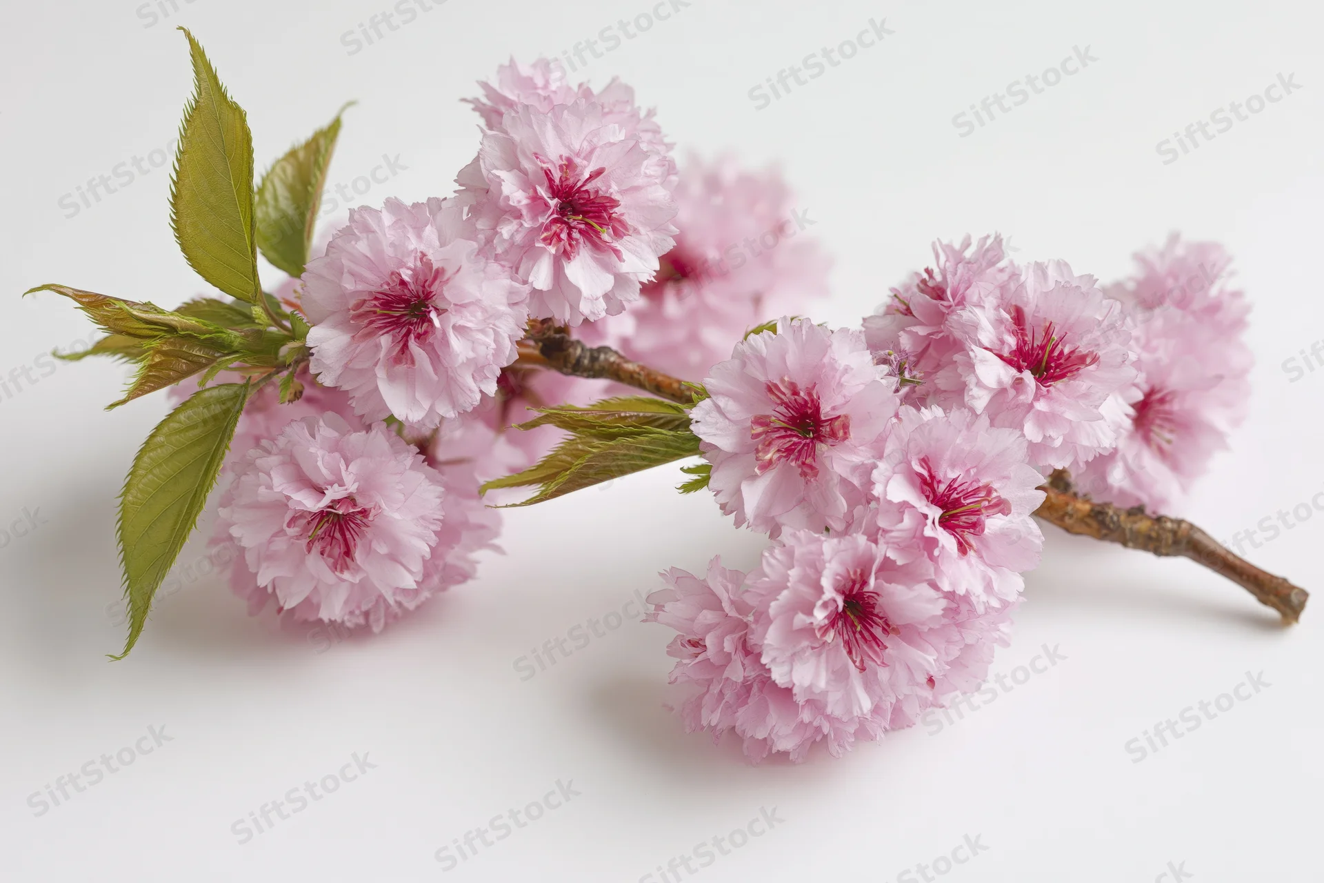 Cherry blossom branch with clusters of pink flowers and green leaves on white background