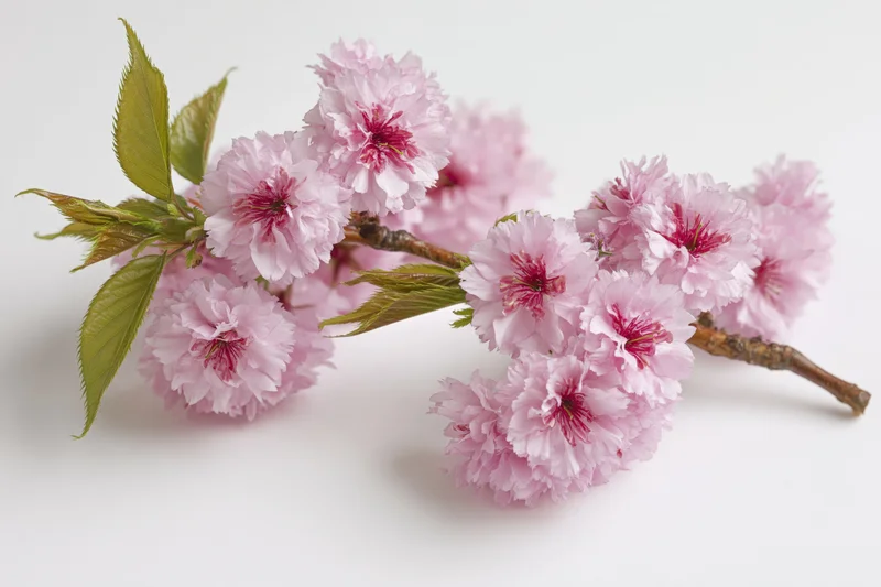Cherry blossom branch with clusters of pink flowers and green leaves on white background