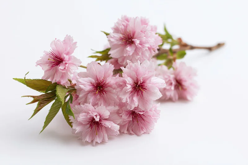 Cherry blossom branch with clusters of open pink flowers and green leaves on white background