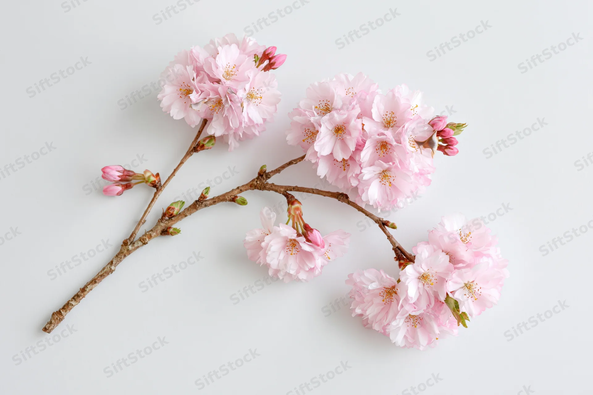 Cherry blossom branch with clusters of soft pink flowers and buds on white background
