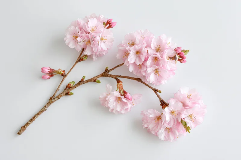 Cherry blossom branch with clusters of soft pink flowers and buds on white background