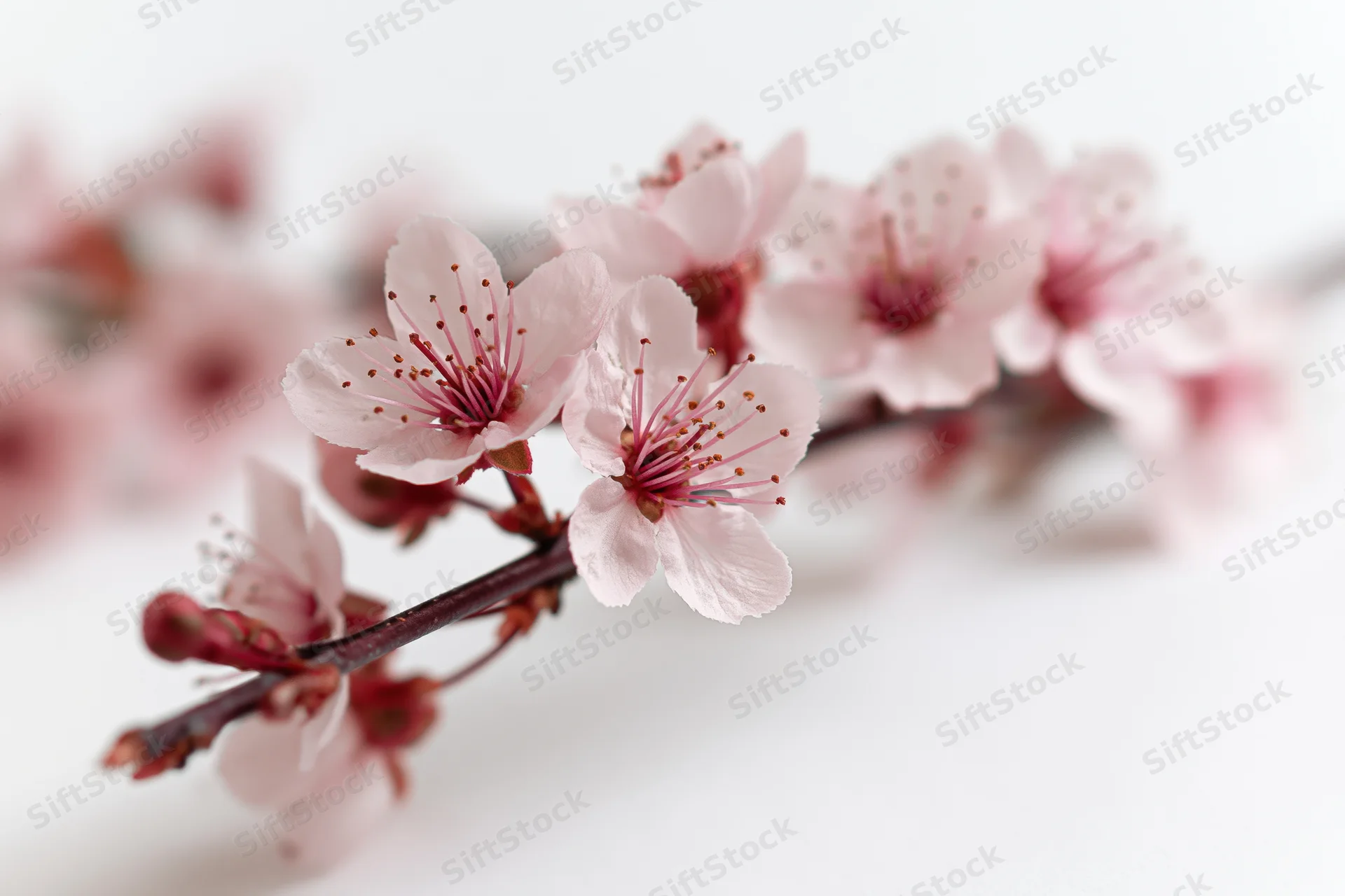 Cherry blossom branch with open blooms and small buds on white background