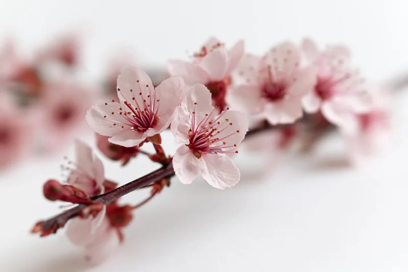Cherry blossom branch with open blooms and small buds on white background