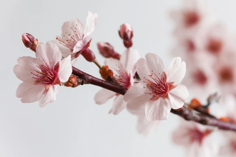 Cherry blossom branch with open blooms and small buds isolated on white background