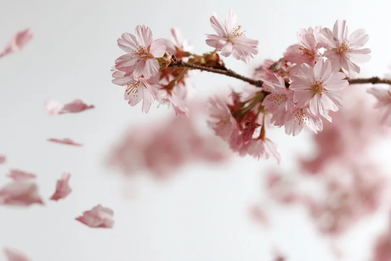 Cherry blossom branch with petals drifting through soft light