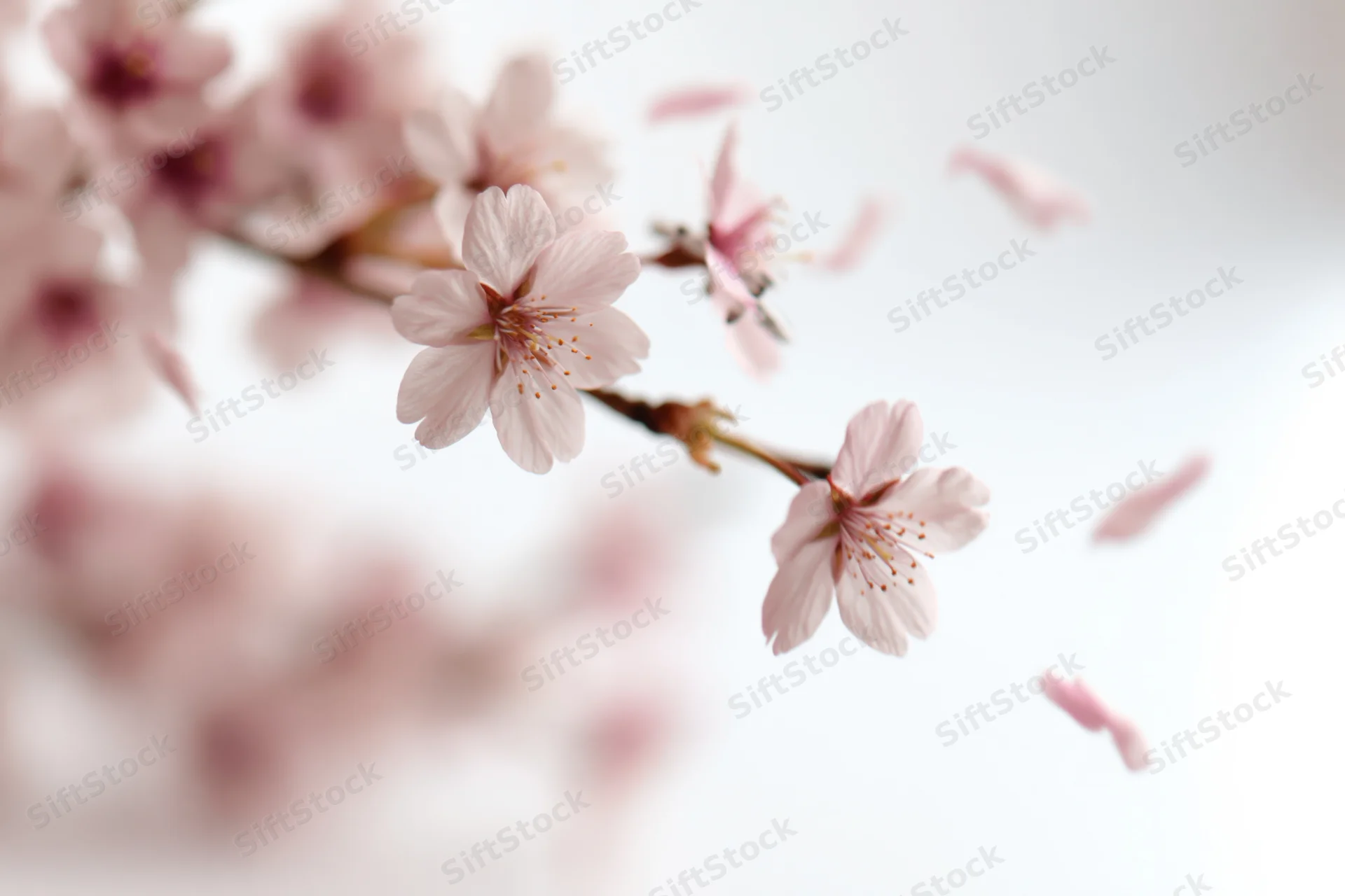 Cherry blossom branch with petals drifting in soft light against a white background