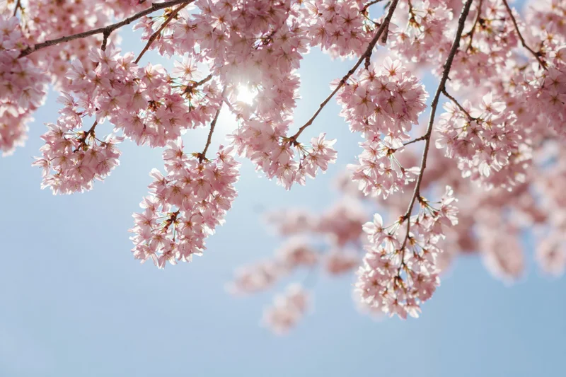 Cherry blossom branches in full bloom against a clear blue sky