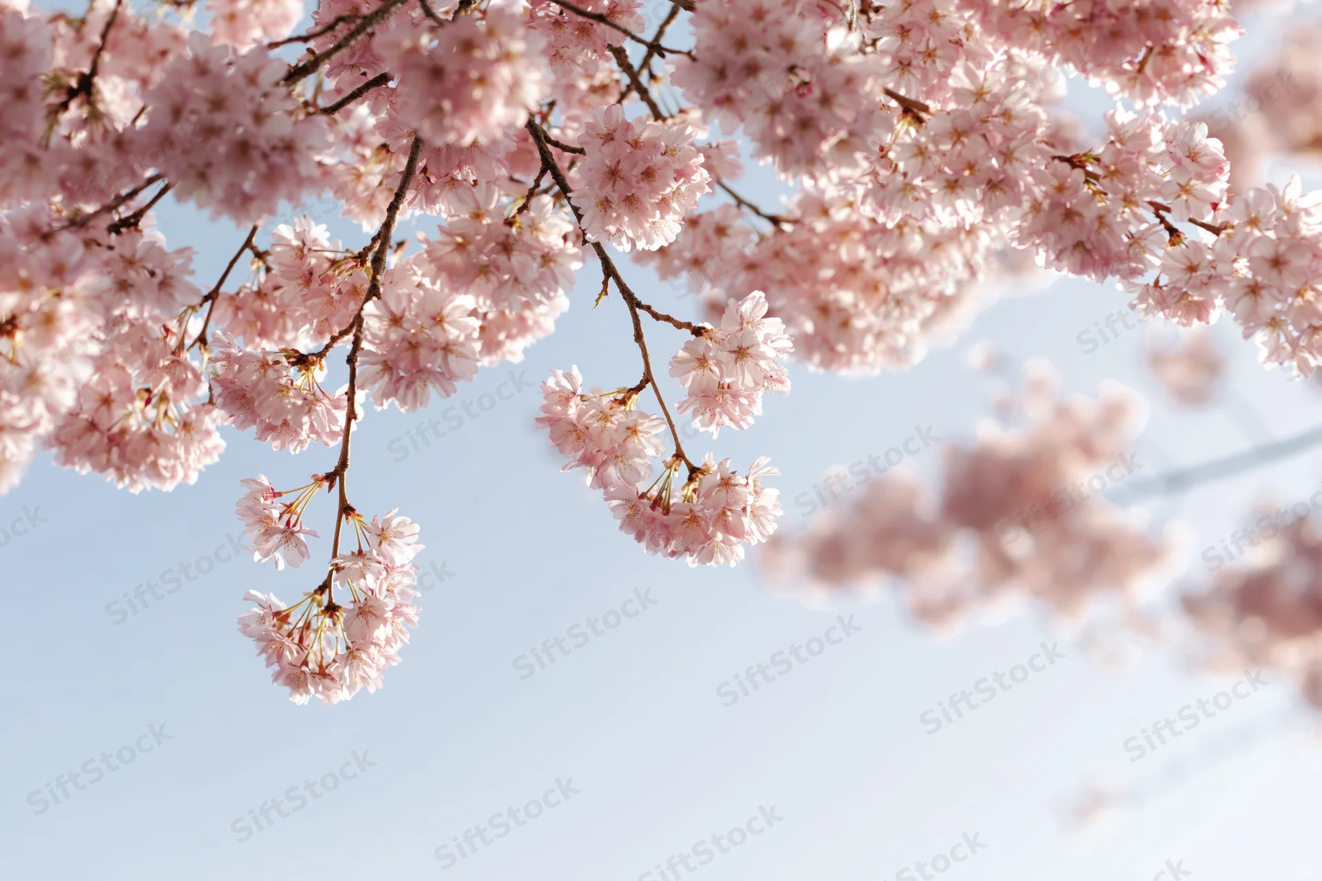 Cherry blossom branches in full bloom against a clear sky