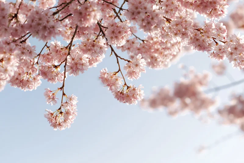 Cherry Blossom Branches Framing a Bright Sky in Springtime L