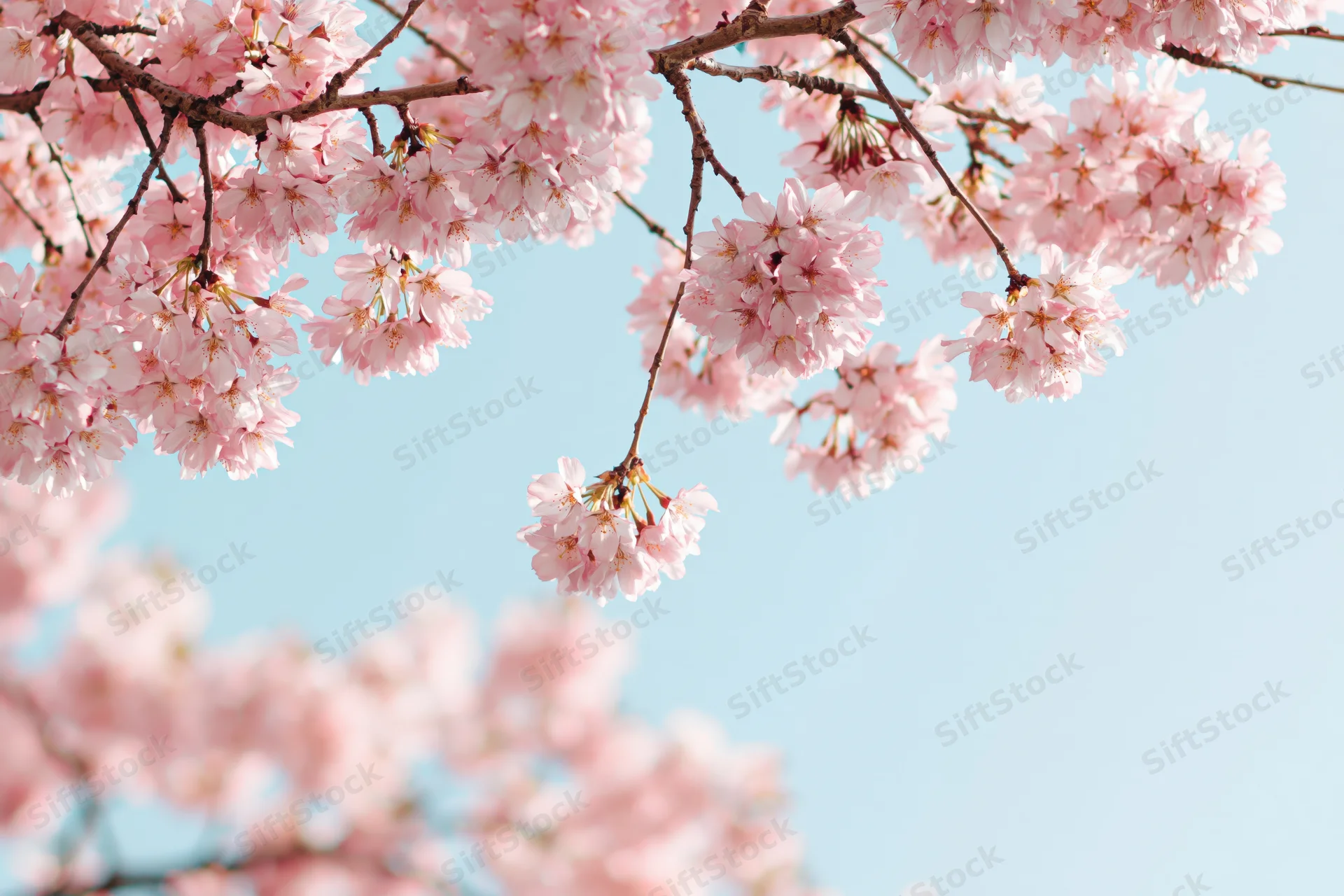 Cherry blossom branches in full bloom against a clear blue sky