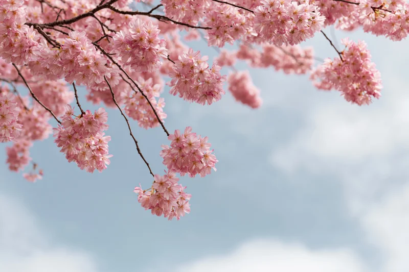 Cherry blossom branches with dense pink blooms against a soft blue sky