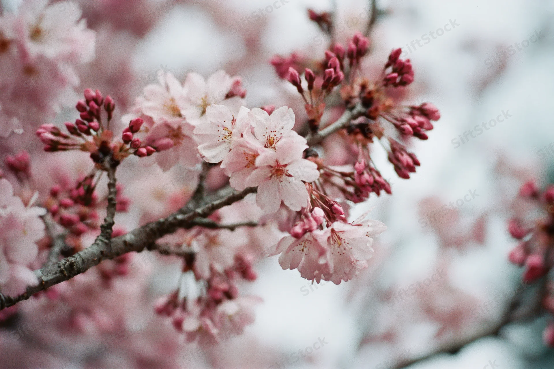 Cherry blossom branches with open pink flowers and buds in soft focus outdoors