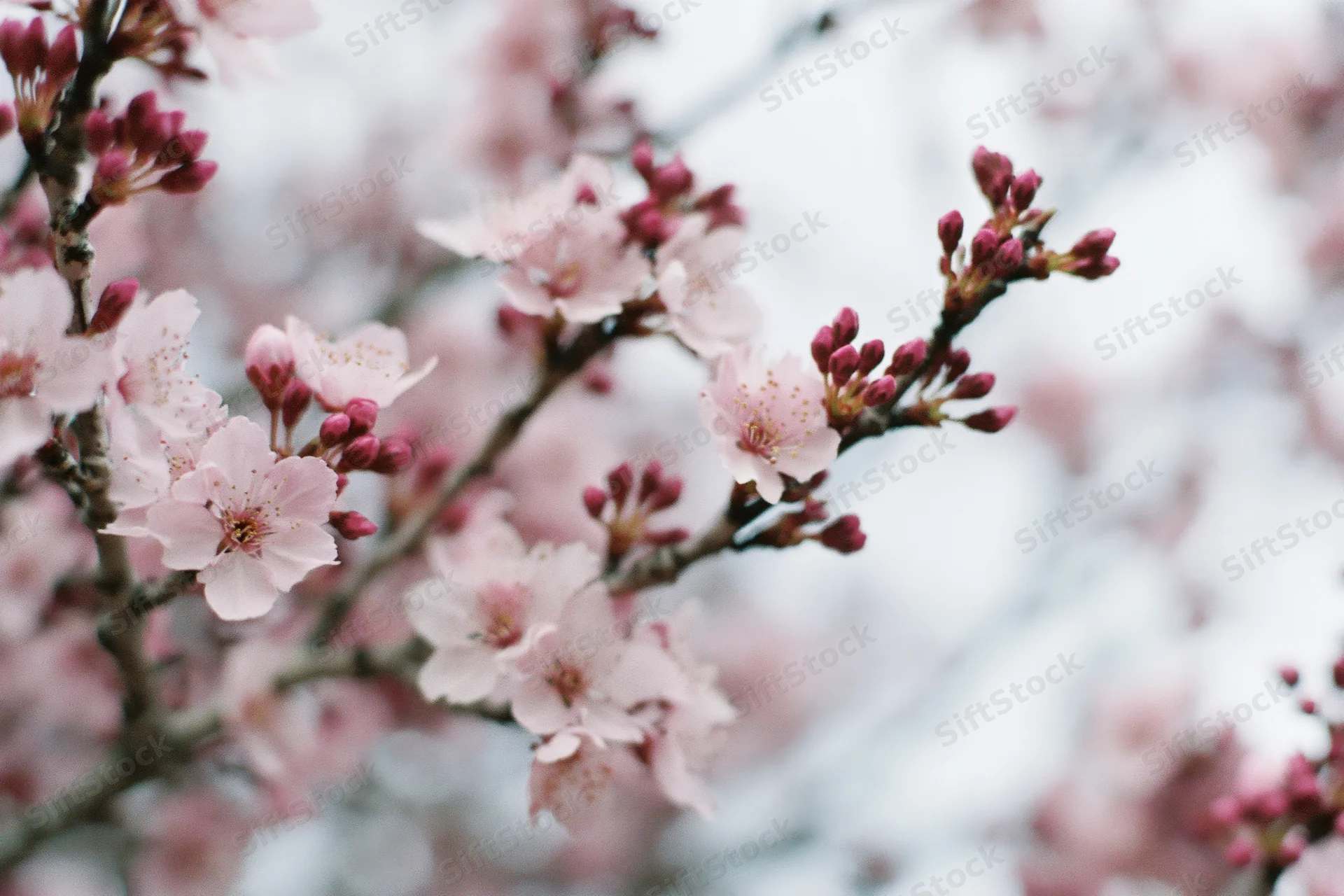 Cherry blossom branches with pale pink flowers in bloom against a soft blurred background