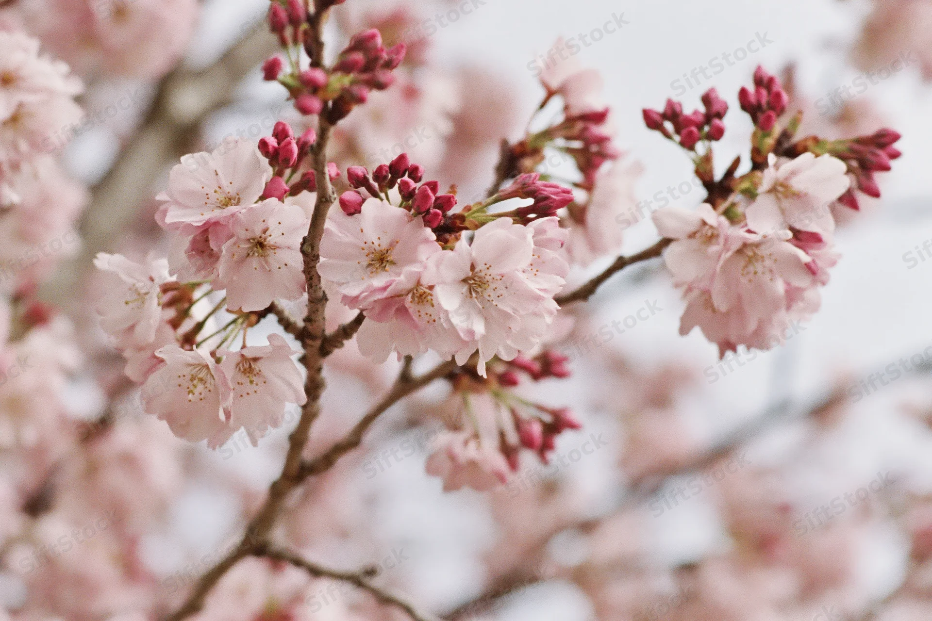 Cherry blossom branches with pale pink open flowers and buds in spring garden