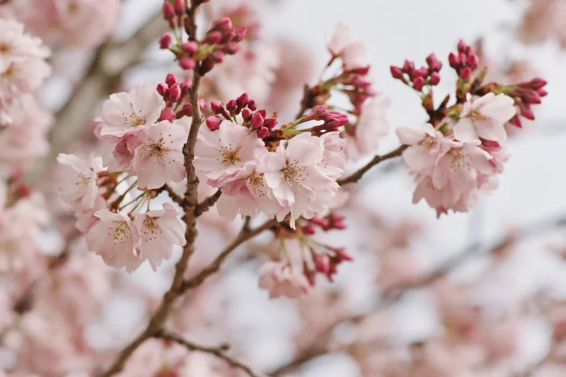 Cherry blossom branches with pale pink open flowers and buds in spring garden