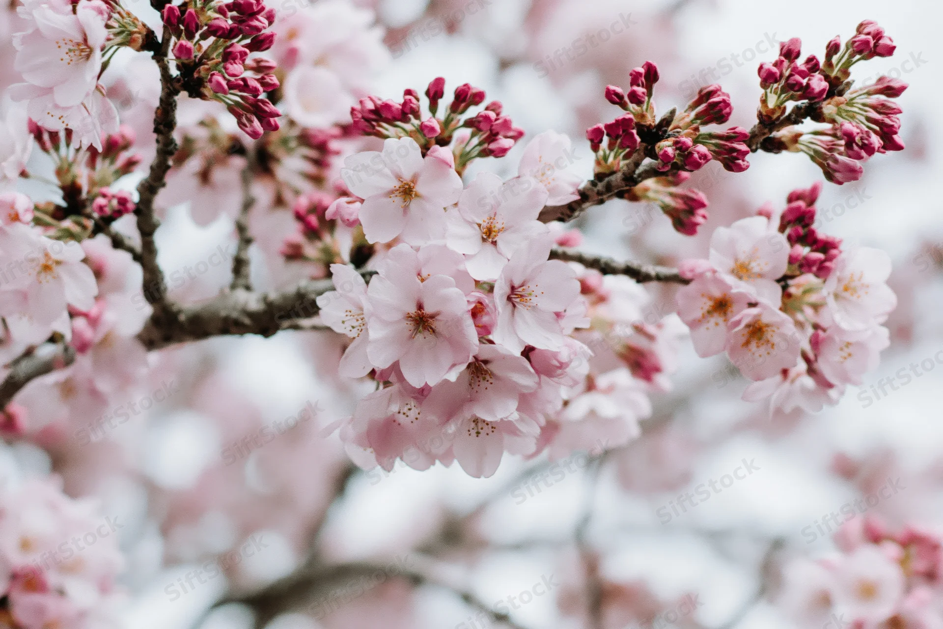 Cherry blossom branches with open pink flowers and buds in springtime outdoors