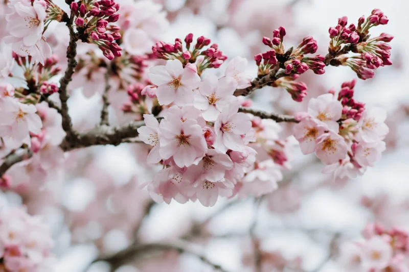 Cherry blossom branches with open pink flowers and buds in springtime outdoors