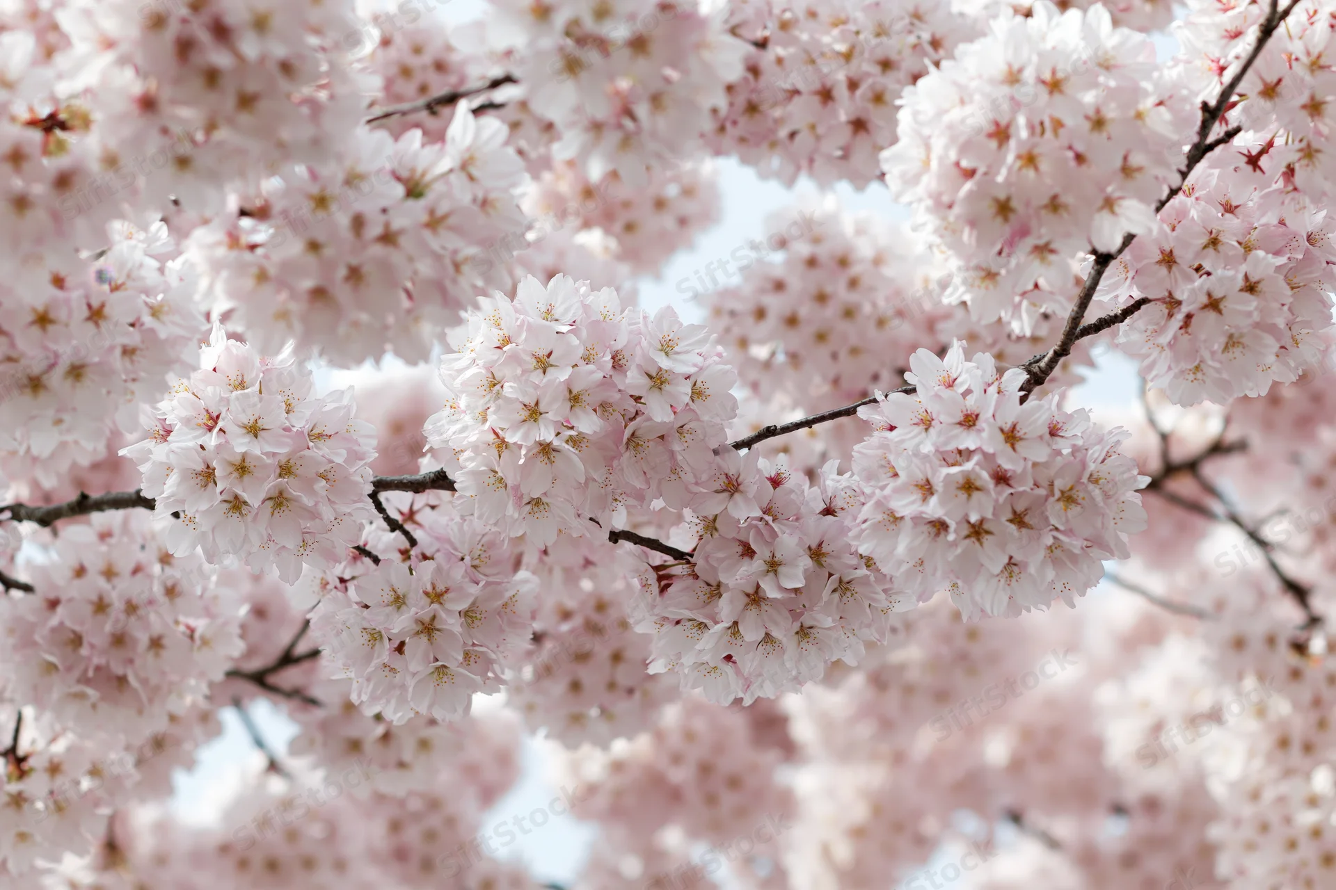 Cherry blossom branches densely covered in pale pink flowers against a soft sky background