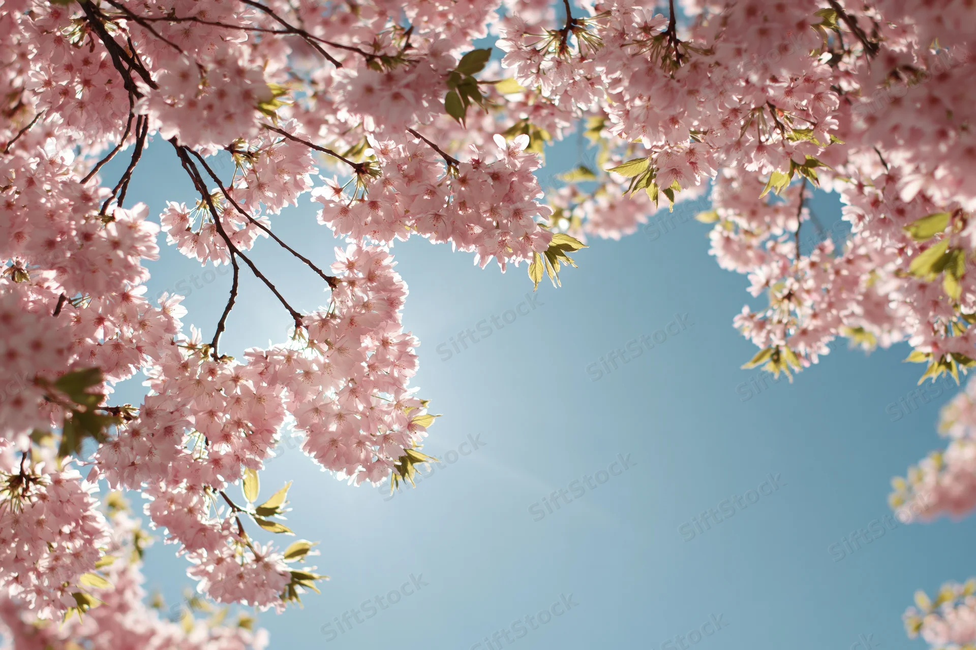 Cherry blossom branches heavy with pale pink flowers framing a clear blue sky