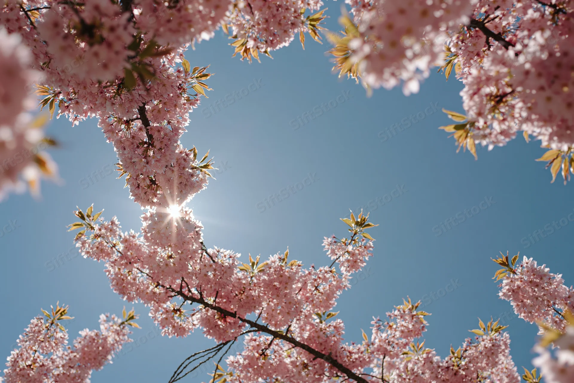 Cherry blossom branches in full bloom framing a bright sun against a clear blue sky