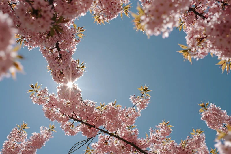 Cherry blossom branches framing pink flowers against blue sky