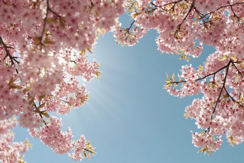 Cherry blossom branches framing a clear blue sky with sunlight filtering through the pink blooms