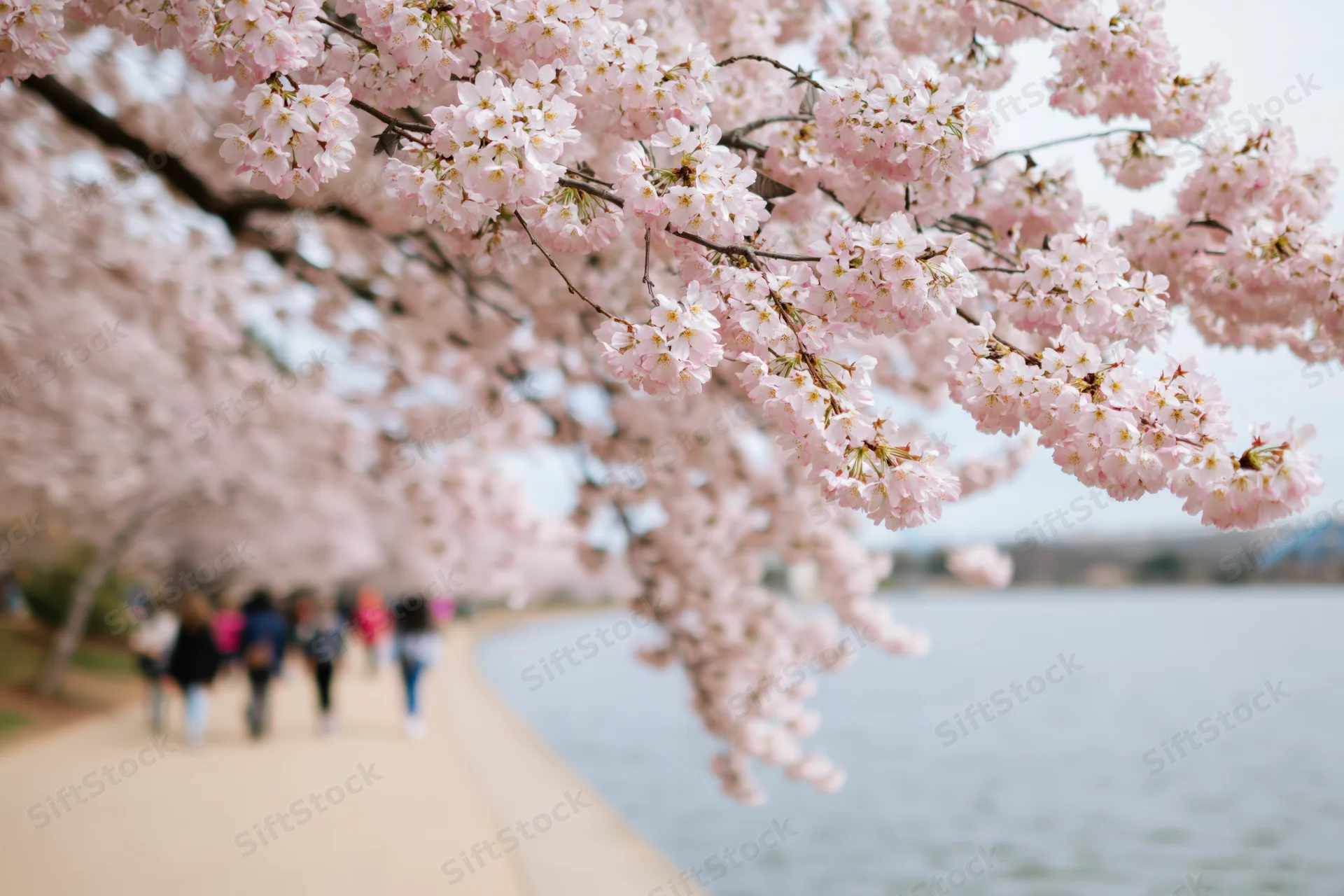Cherry blossom branches in full bloom arching over a pathway beside a lake with people walking in the background