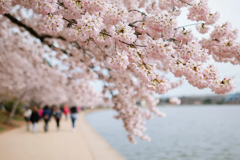 Cherry blossom branches in full bloom arching over a pathway beside a lake with people walking in the background