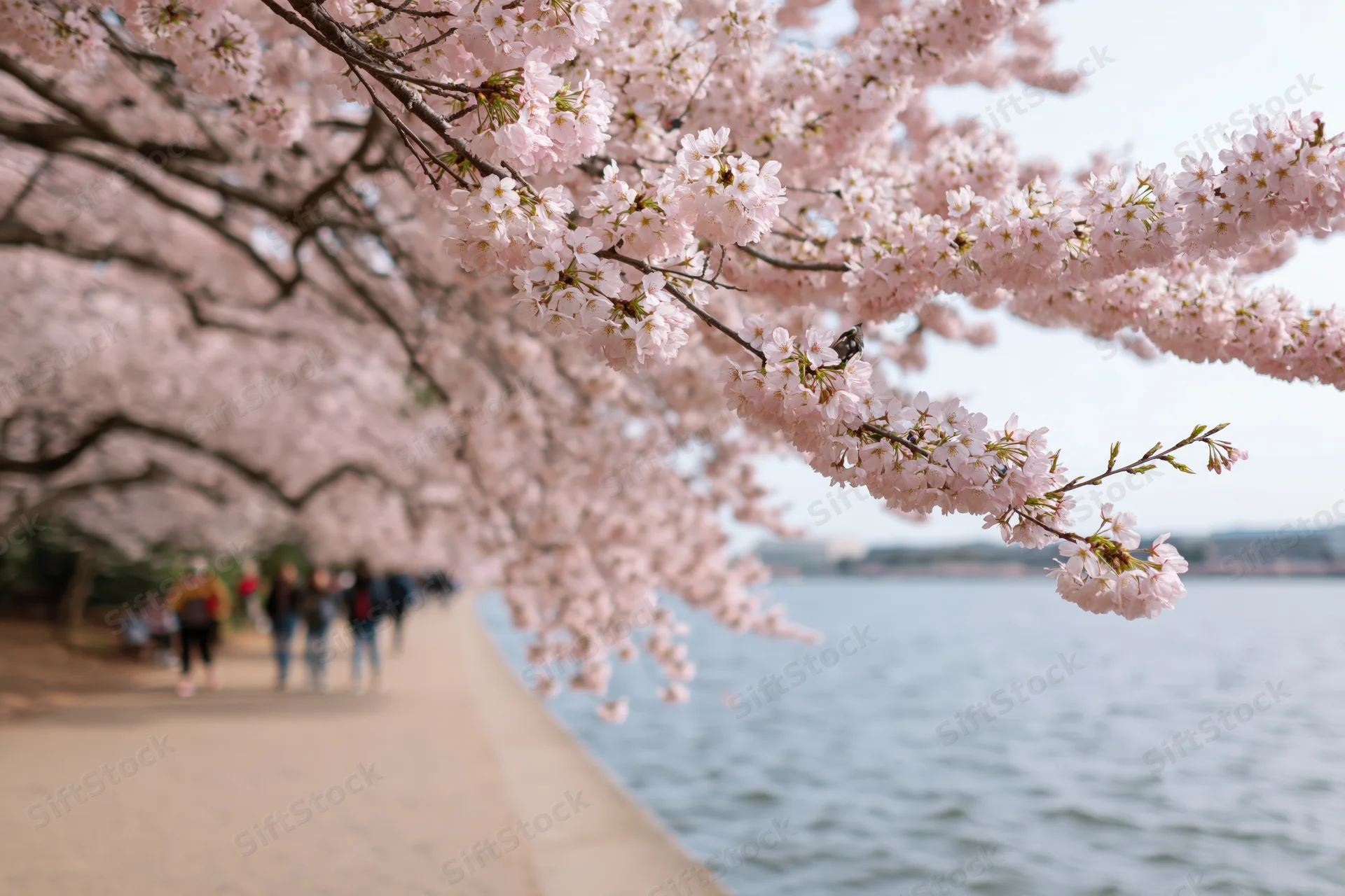 Cherry blossom branches in full bloom arching over a pathway beside a river with people walking in the distance