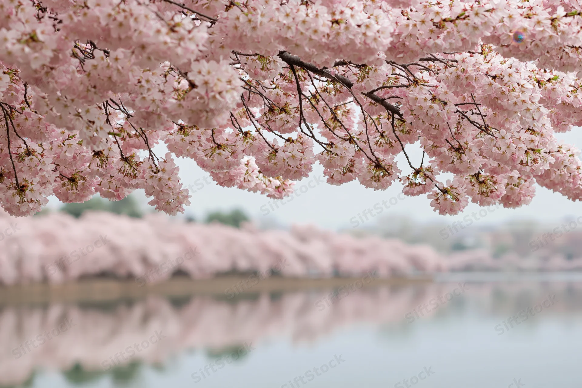 Cherry blossom branches in full bloom arching over calm water with reflection
