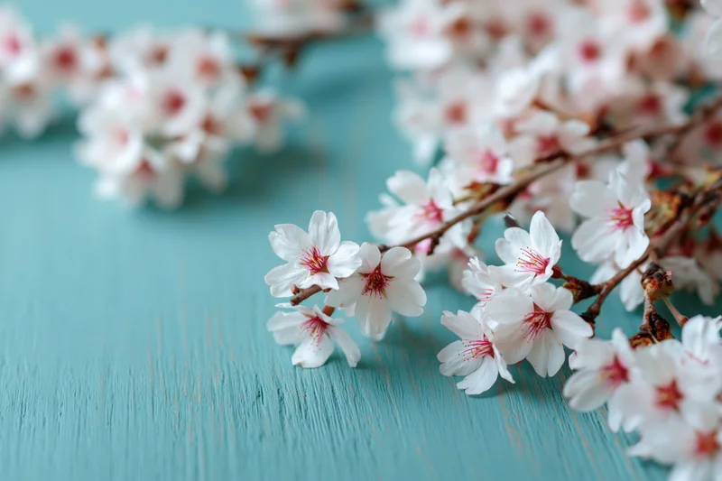 Cherry blossom branches with white and pink flowers arranged on a teal wooden surface