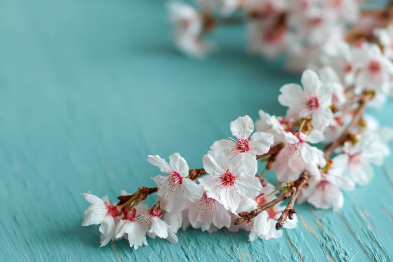 Cherry blossom branches with white and pink flowers arranged on a turquoise wooden surface