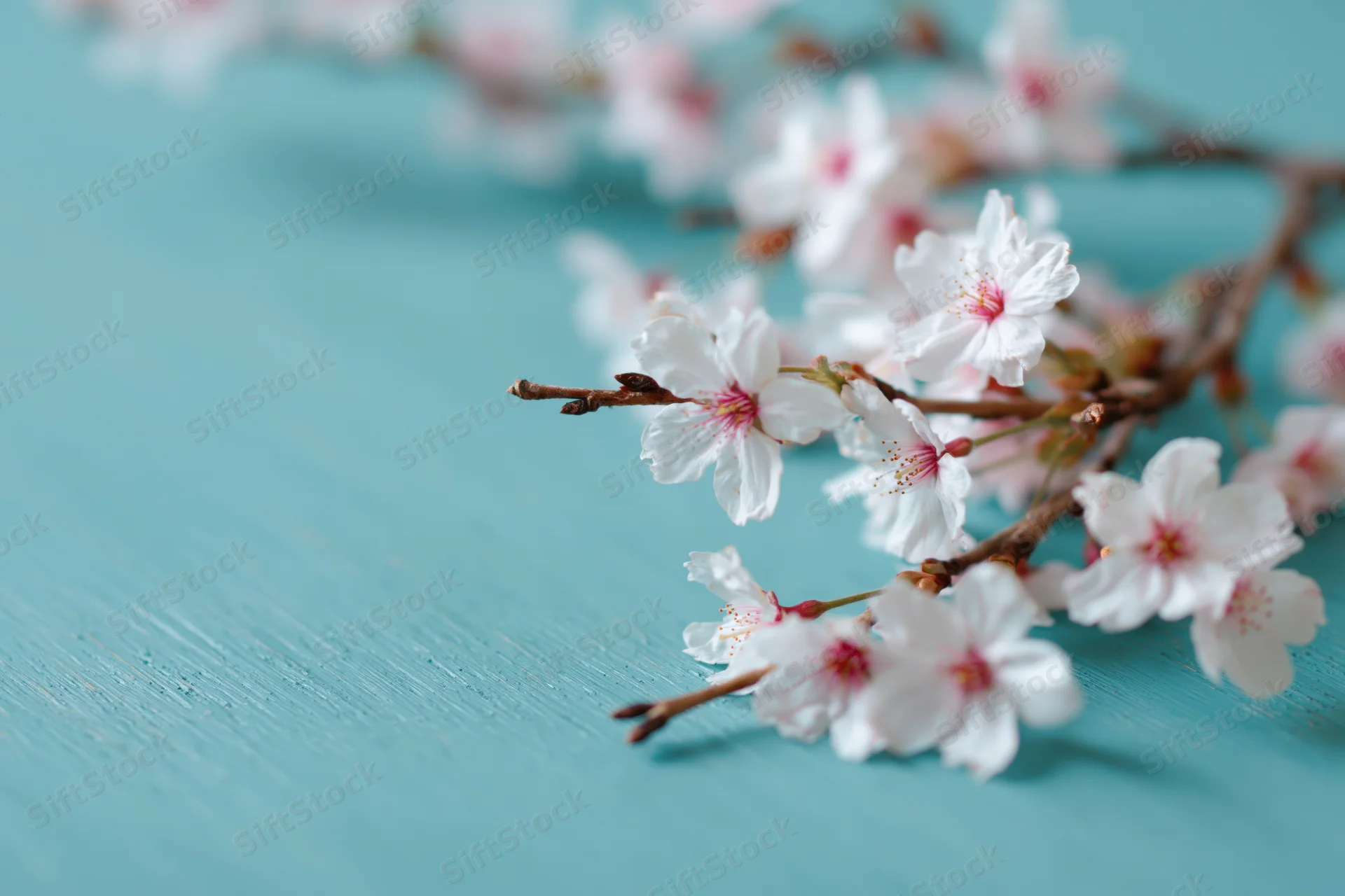 Cherry blossom branches with white and pink flowers resting on a turquoise wooden surface