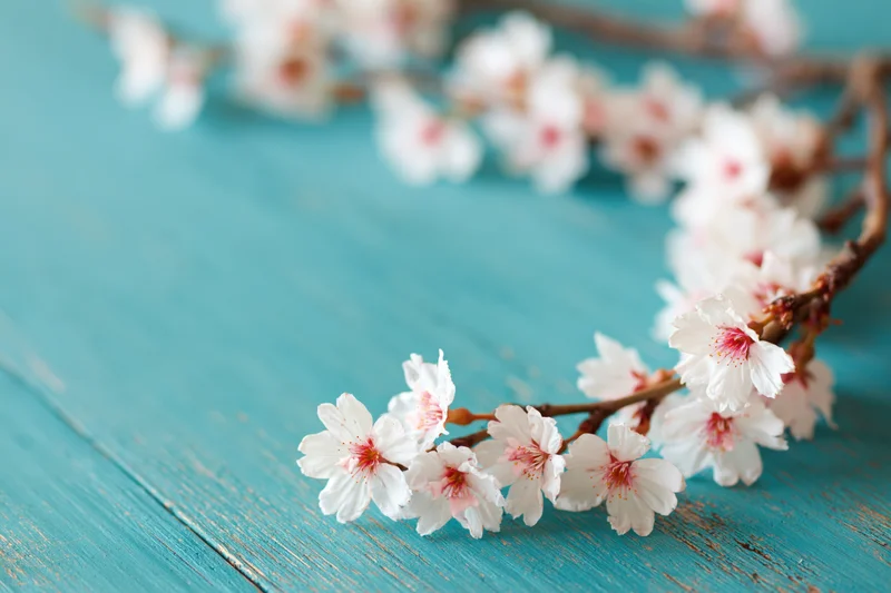 Cherry blossom branch with white and pink flowers resting on a turquoise wooden table