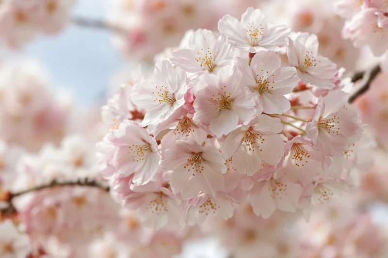 Closeup of cherry blossom cluster in full bloom on a tree branch
