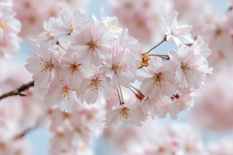 Cherry blossom cluster in full bloom against a soft blue sky