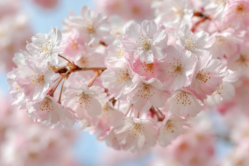 Cherry blossom cluster in full bloom filling the frame closeup