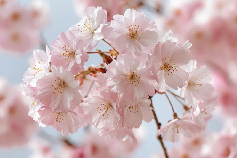 Closeup of cherry blossom cluster in full bloom against a soft sky background