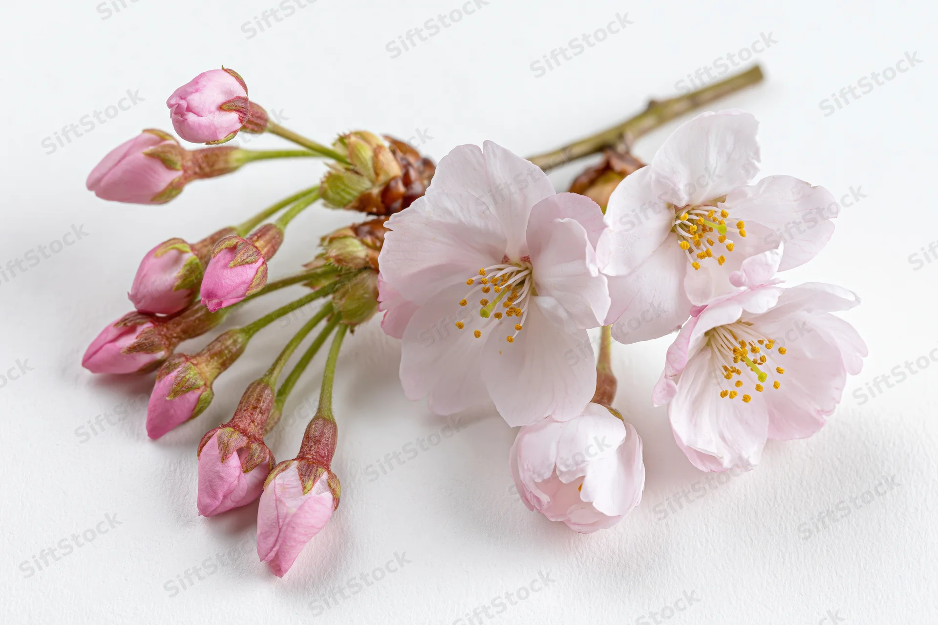 Cherry blossom sprig with open blooms and buds on white background