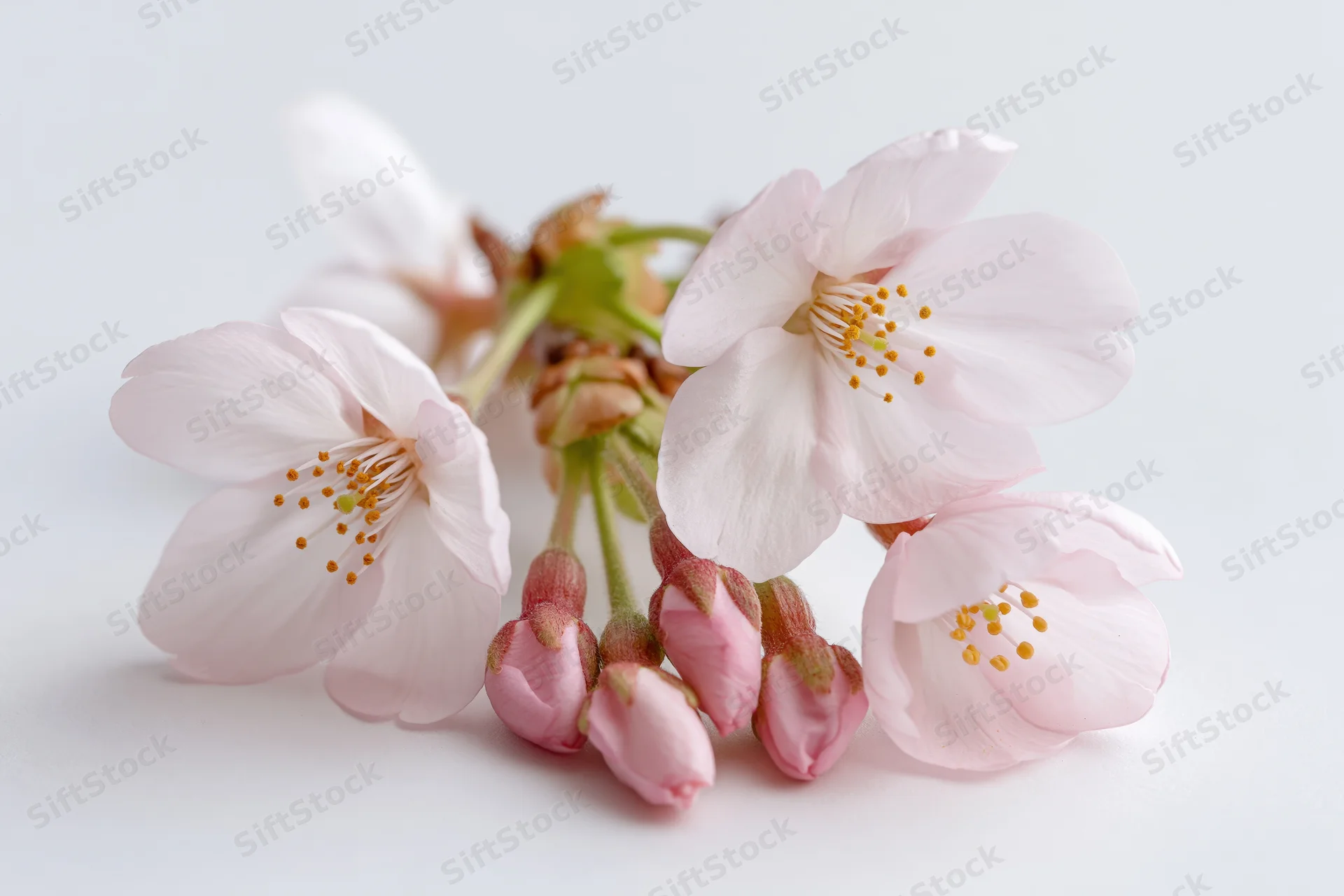 Cherry blossom sprig with open blooms and buds on white background