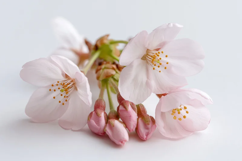 Cherry blossom sprig with open blooms and buds on white background