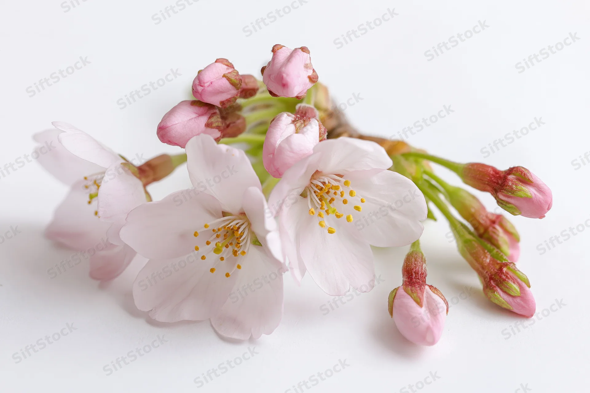 Cherry blossom sprig with open blooms and buds on white background