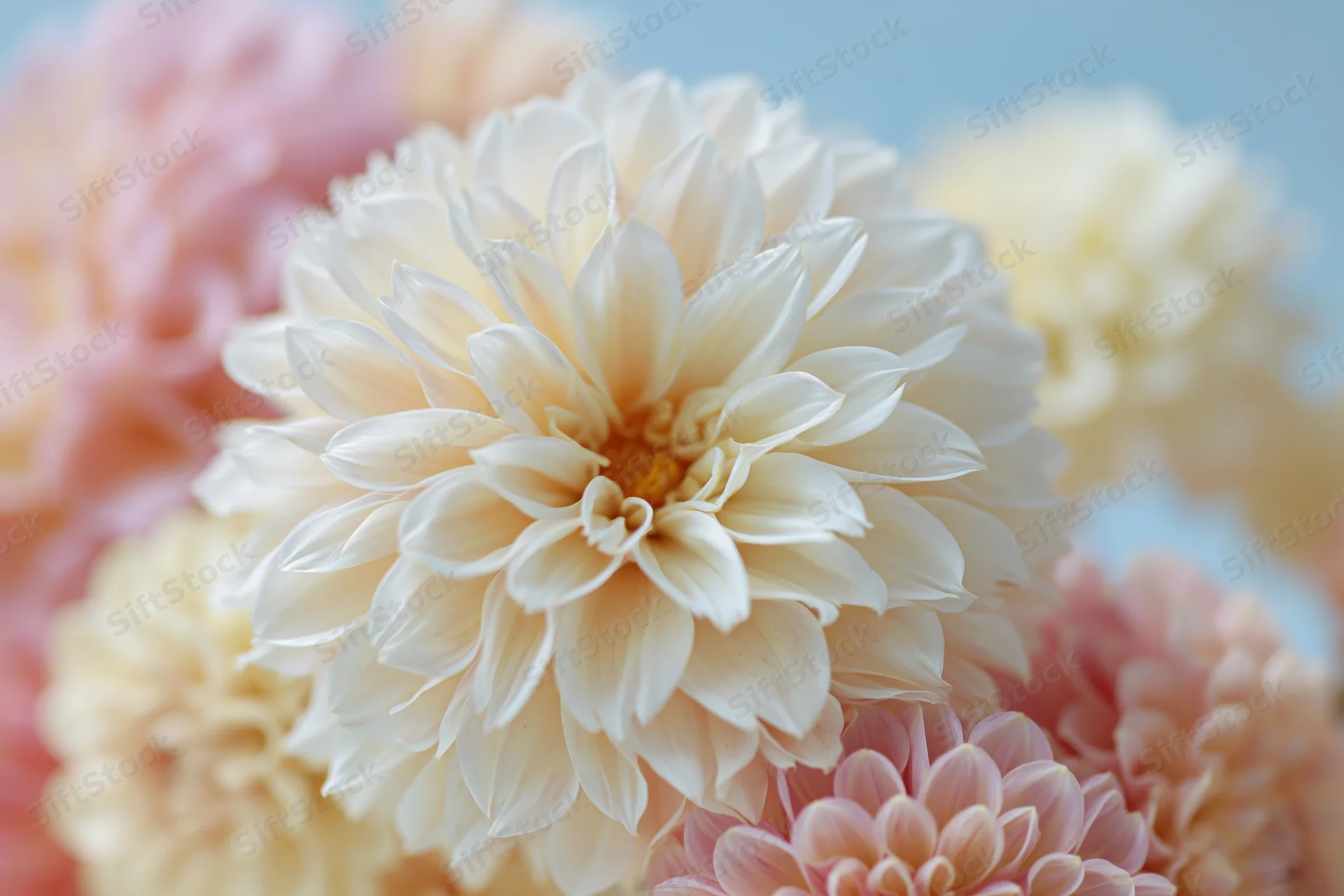 Close-up of a white dahlia bloom surrounded by soft peach and cream flowers against a blurred light blue background