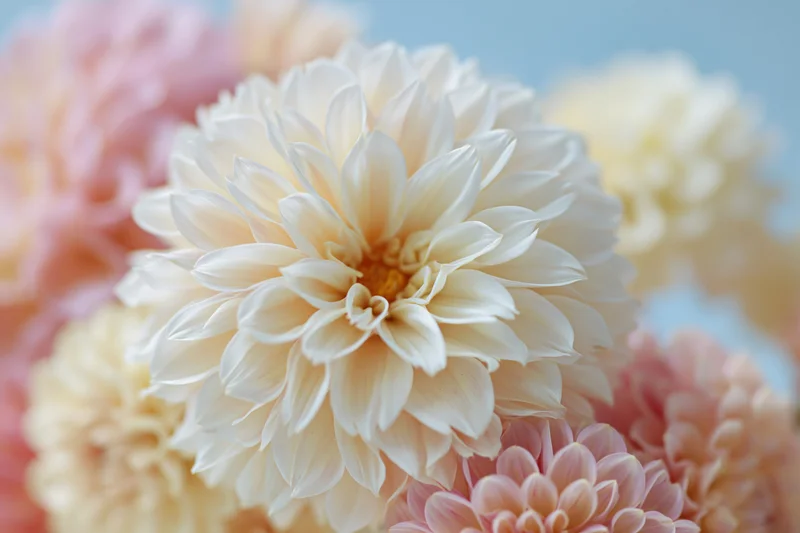 Close-up of a white dahlia bloom surrounded by soft peach and cream flowers against a blurred light blue background