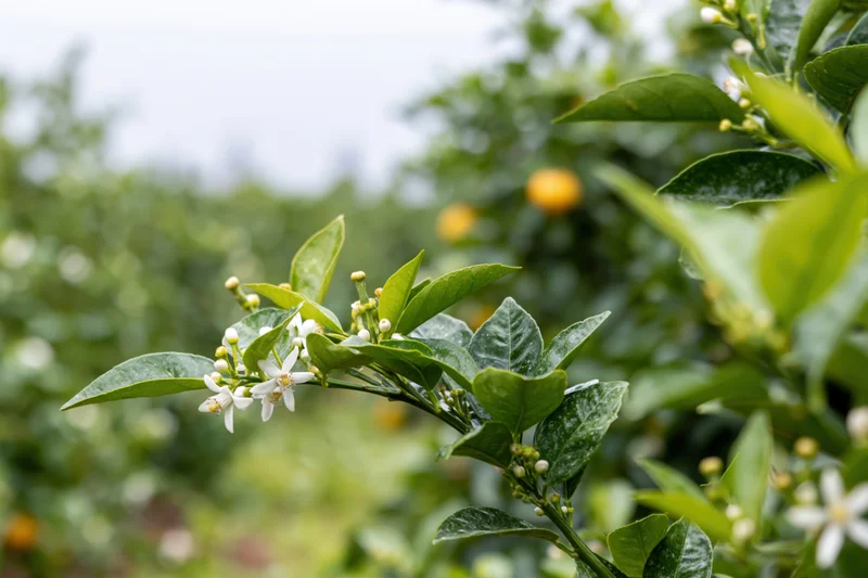 Close-up of citrus tree branch with small white blossoms and green leaves in an orchard