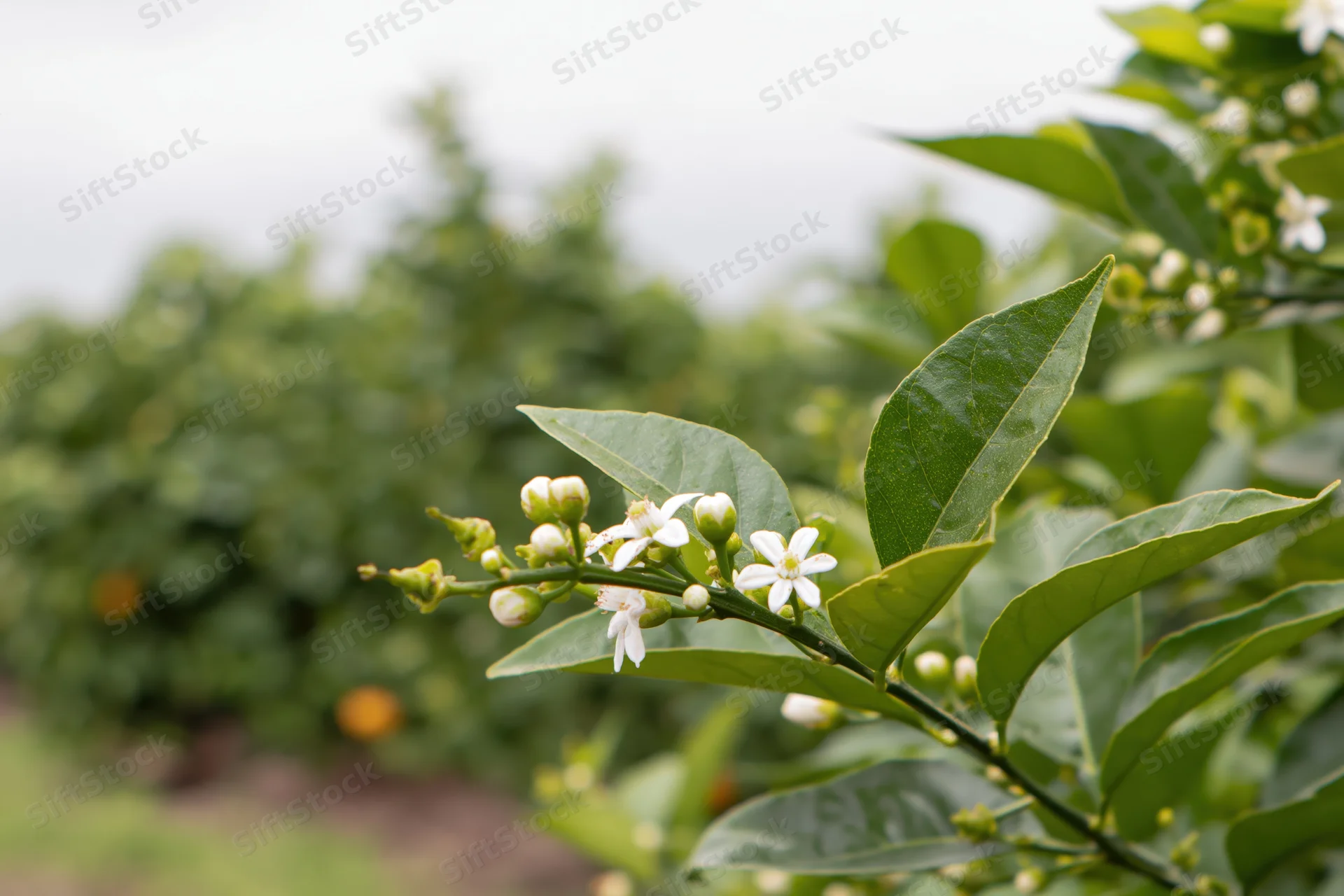 Close-up of citrus tree branch with small white blossoms and green leaves in an orchard