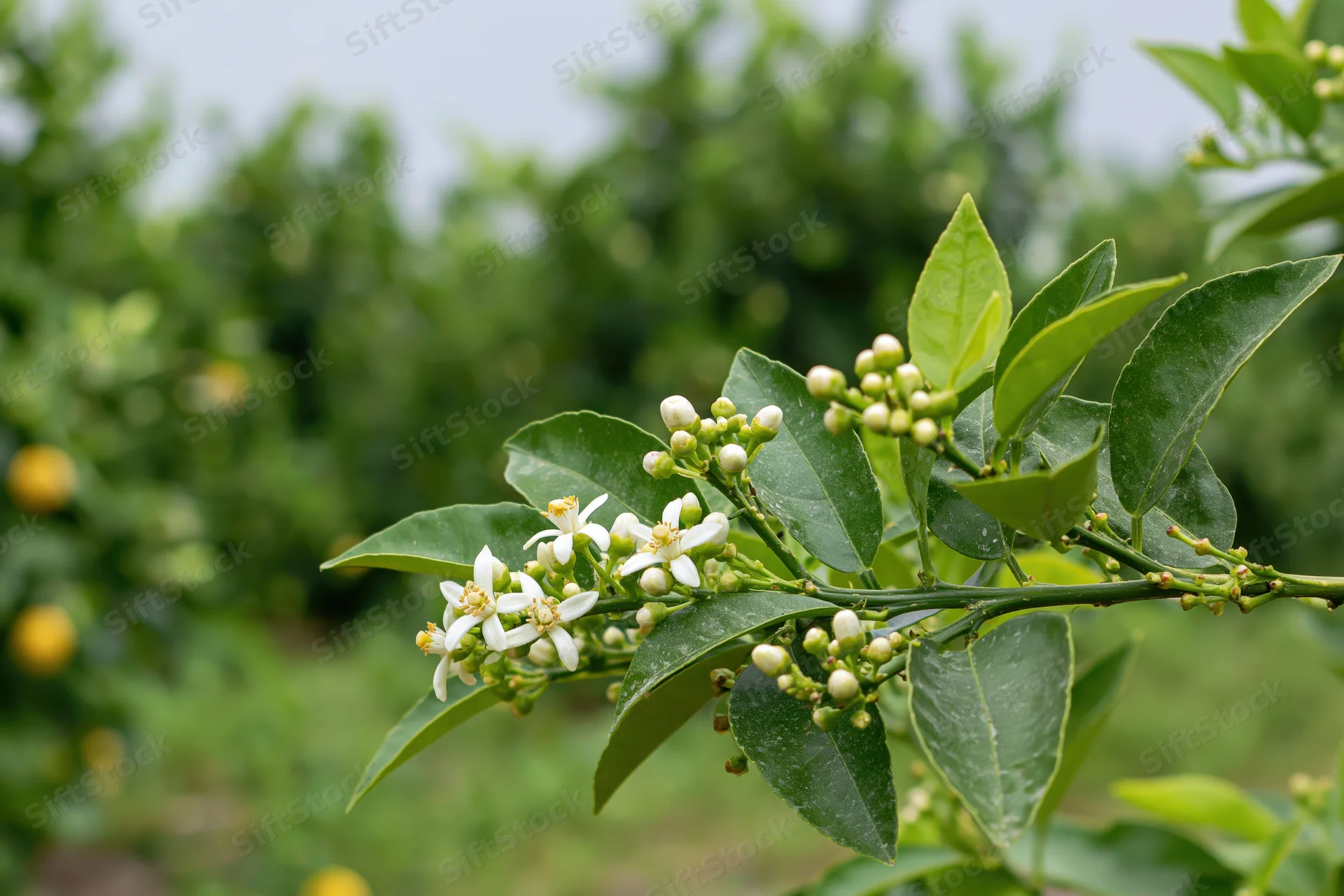 Close-up of citrus tree branch with white blossoms and green leaves in an orchard