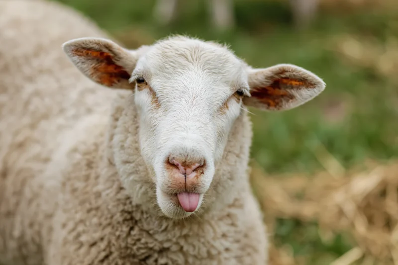 Close-up portrait of a white sheep sticking its pink tongue out in a grassy field